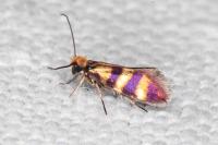 Micropterix aglaella