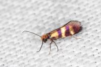 Micropterix aglaella