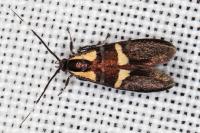 Dasycera oliviella