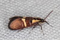 Dasycera oliviella