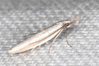 Pleurota aristella