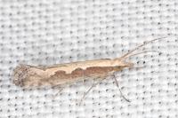 Plutella xylostella