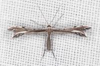 Gypsochares bigoti
