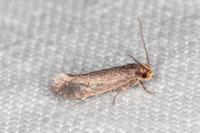 Cephimallota crassiflavella