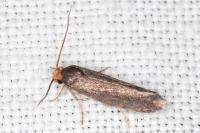 Cephimallota crassiflavella