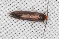 Cephimallota crassiflavella