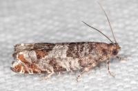 Ancylis achatana