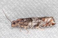 Ancylis achatana