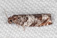 Ancylis achatana