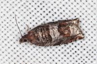 Ancylis achatana