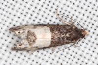 Notocelia cynosbatella