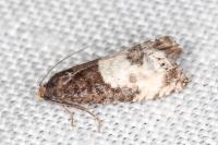 Notocelia cynosbatella