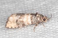 Piniphila bifasciana