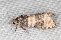 Piniphila bifasciana