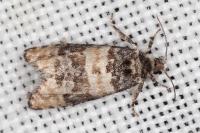 Piniphila bifasciana