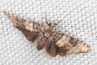 Piniphila bifasciana