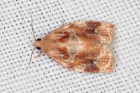 Archips xylosteana