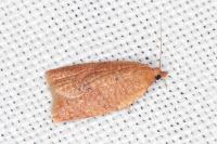 Clepsis consimilana