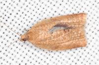 Clepsis consimilana
