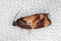 Ditula angustiorana
