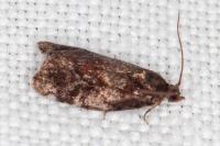 Ditula angustiorana