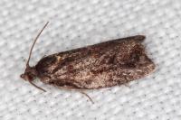 Ditula angustiorana
