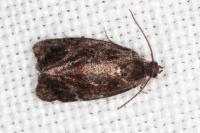 Ditula angustiorana