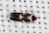 Ectoedemia heringi