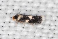 Ectoedemia heringi