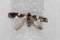 Ectoedemia heringi