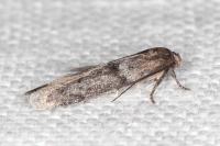Blastobasis