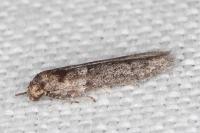 Blastobasis