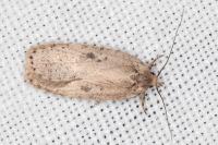 Agonopterix yeatiana