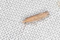 Plutella xylostella