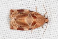 Archips xylosteana