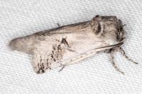 Parahypopta caestrum