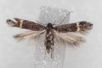 Aproaerema anthyllidella