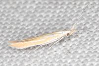 Coleophora oriolella