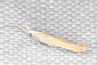 Coleophora oriolella