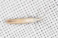 Coleophora oriolella