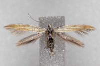 Coleophora oriolella