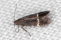 Aproaerema suecicella