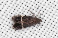 Aproaerema suecicella