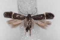 Aproaerema suecicella