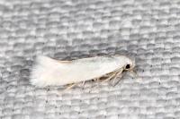 Elachista argentella