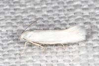 Elachista argentella