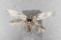 Elachista argentella