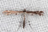 Oxyptilus parvidactylus