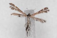 Oxyptilus parvidactylus