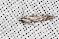 Coleophora struella